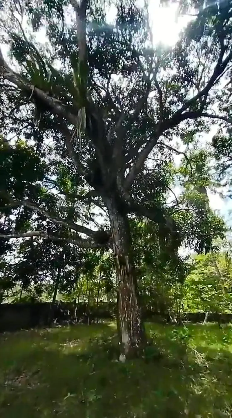 A mangueira antiga do sítio, com a luz do sol entre os galhos